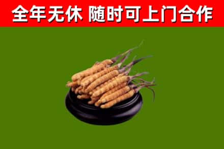 桑珠孜区回收冬虫夏草
